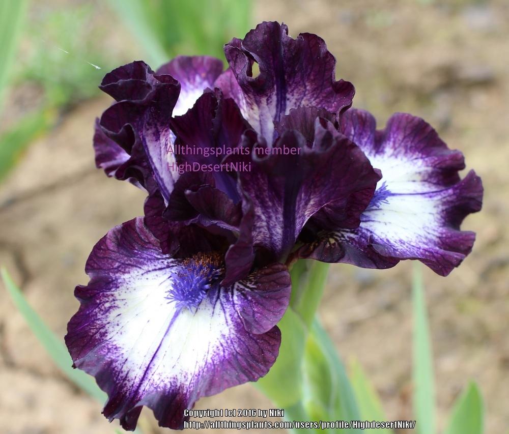 Photo of Standard Dwarf Bearded Iris (Iris 'Deacon') uploaded by HighdesertNiki