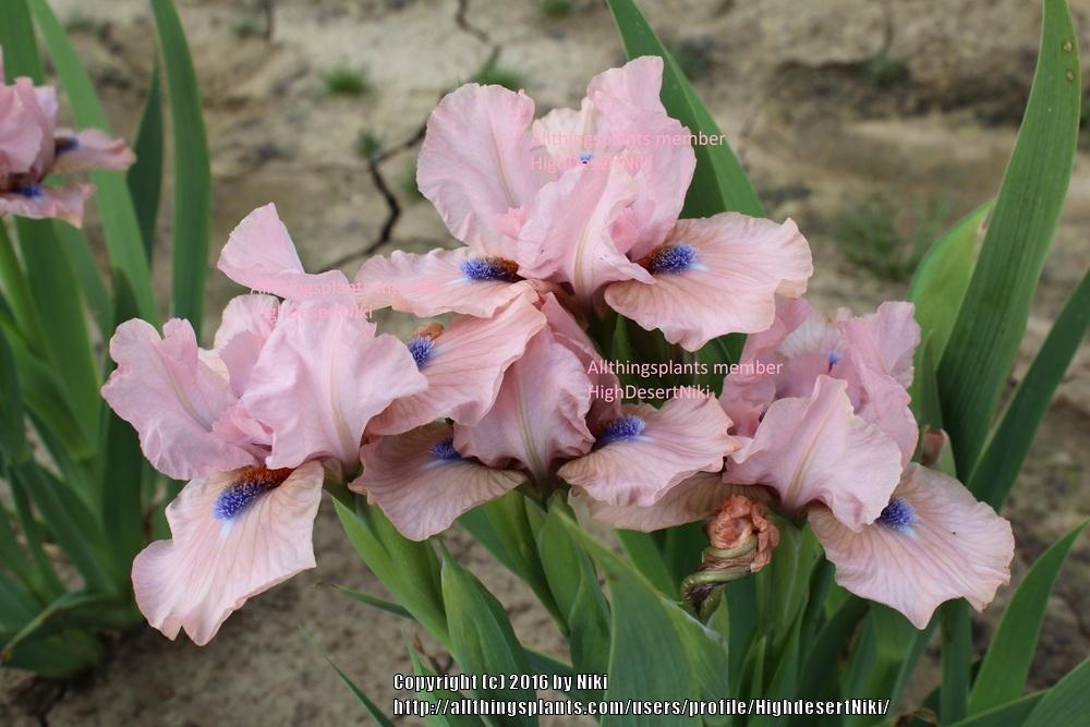 Photo of Intermediate Bearded Iris (Iris 'It's Amazing') uploaded by HighdesertNiki