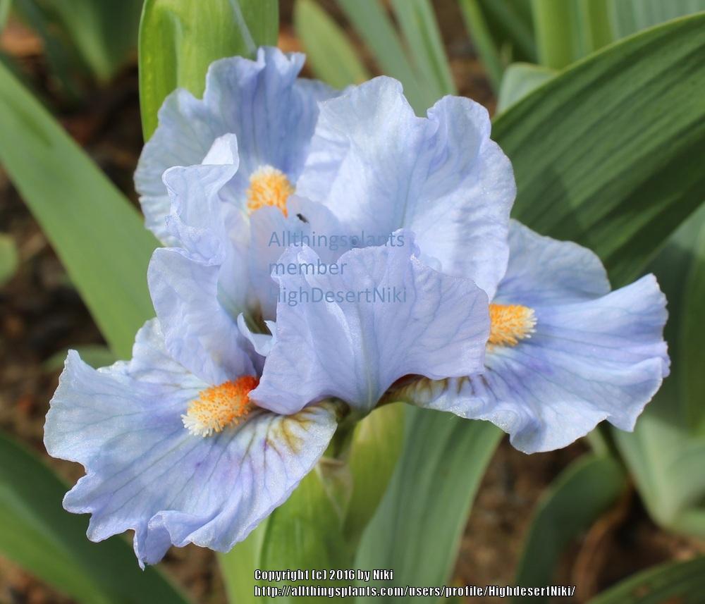 Photo of Standard Dwarf Bearded Iris (Iris 'Crank It Up') uploaded by HighdesertNiki
