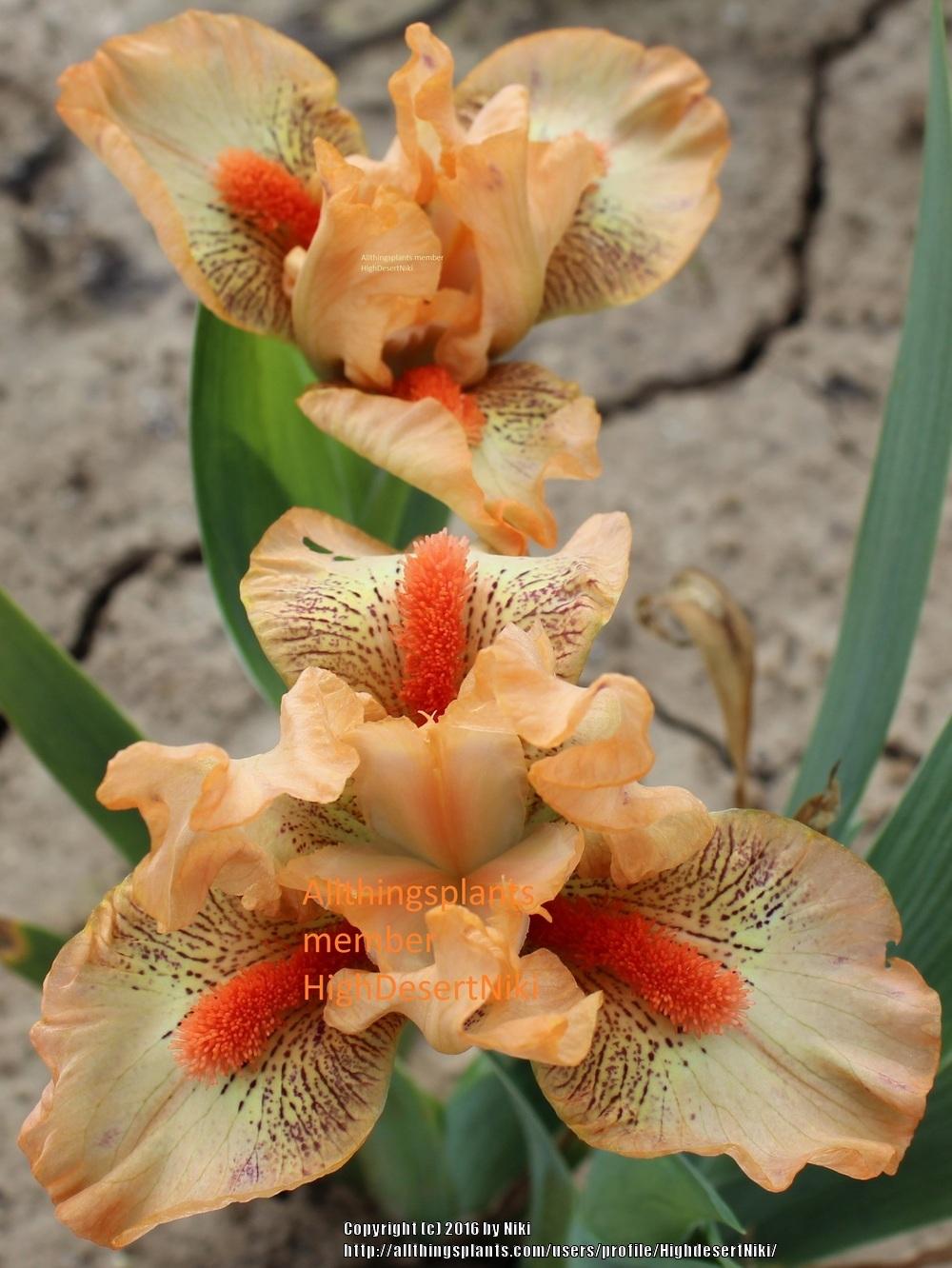 Photo of Standard Dwarf Bearded Iris (Iris 'Into the Sunset') uploaded by HighdesertNiki