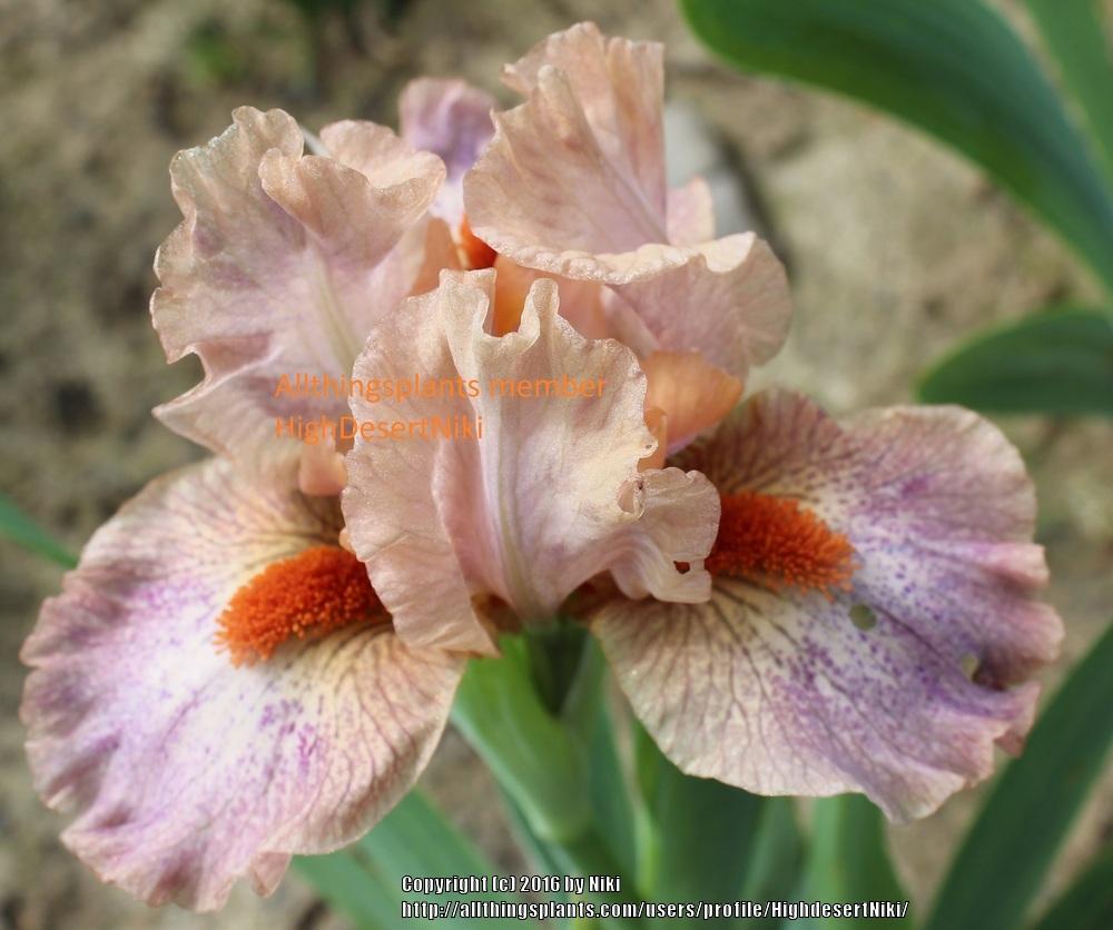 Photo of Standard Dwarf Bearded Iris (Iris 'Little Sweetie') uploaded by HighdesertNiki
