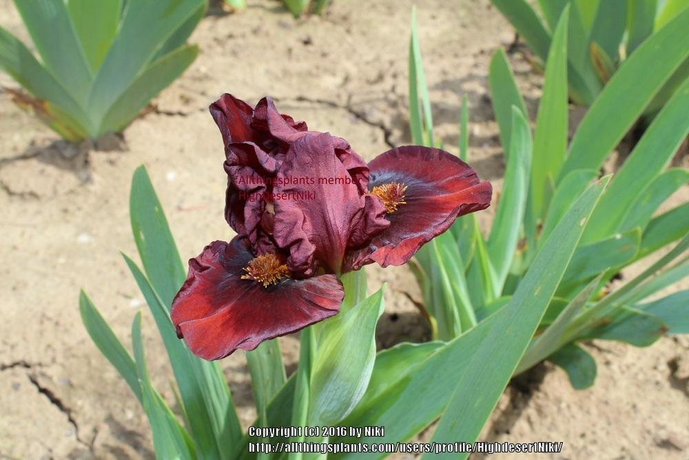 Photo of Standard Dwarf Bearded Iris (Iris 'Fire') uploaded by HighdesertNiki