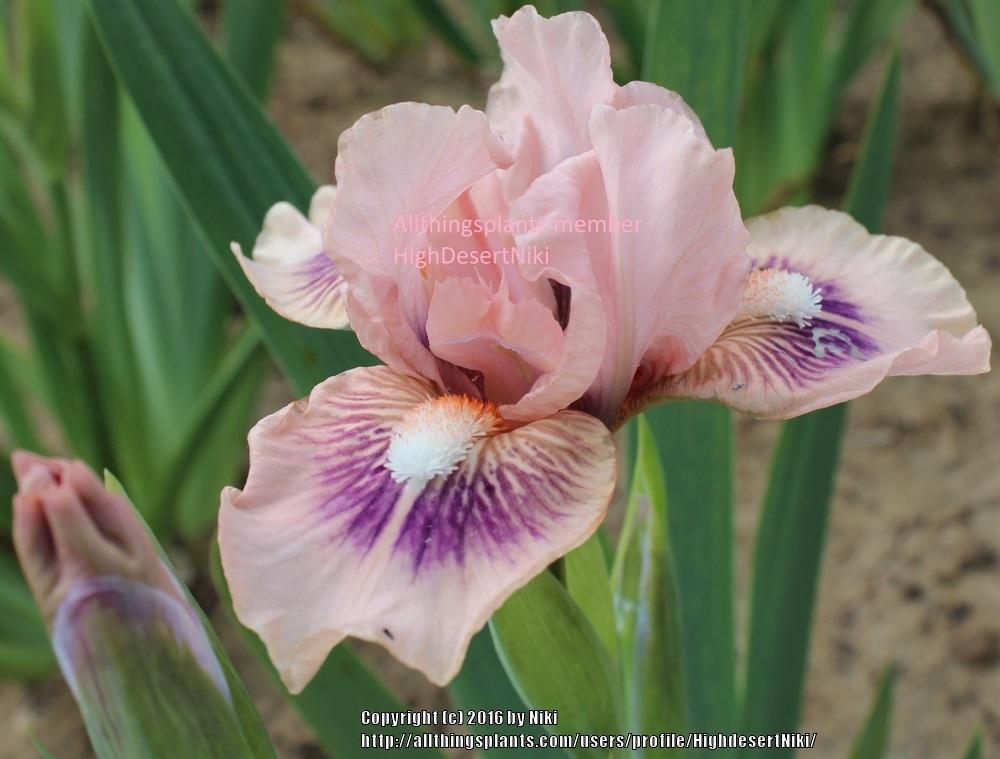 Photo of Standard Dwarf Bearded Iris (Iris 'Jewels') uploaded by HighdesertNiki
