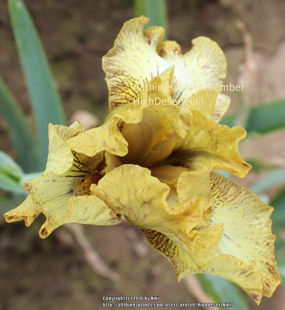 Photo of Intermediate Bearded Iris (Iris 'Fudge') uploaded by HighdesertNiki