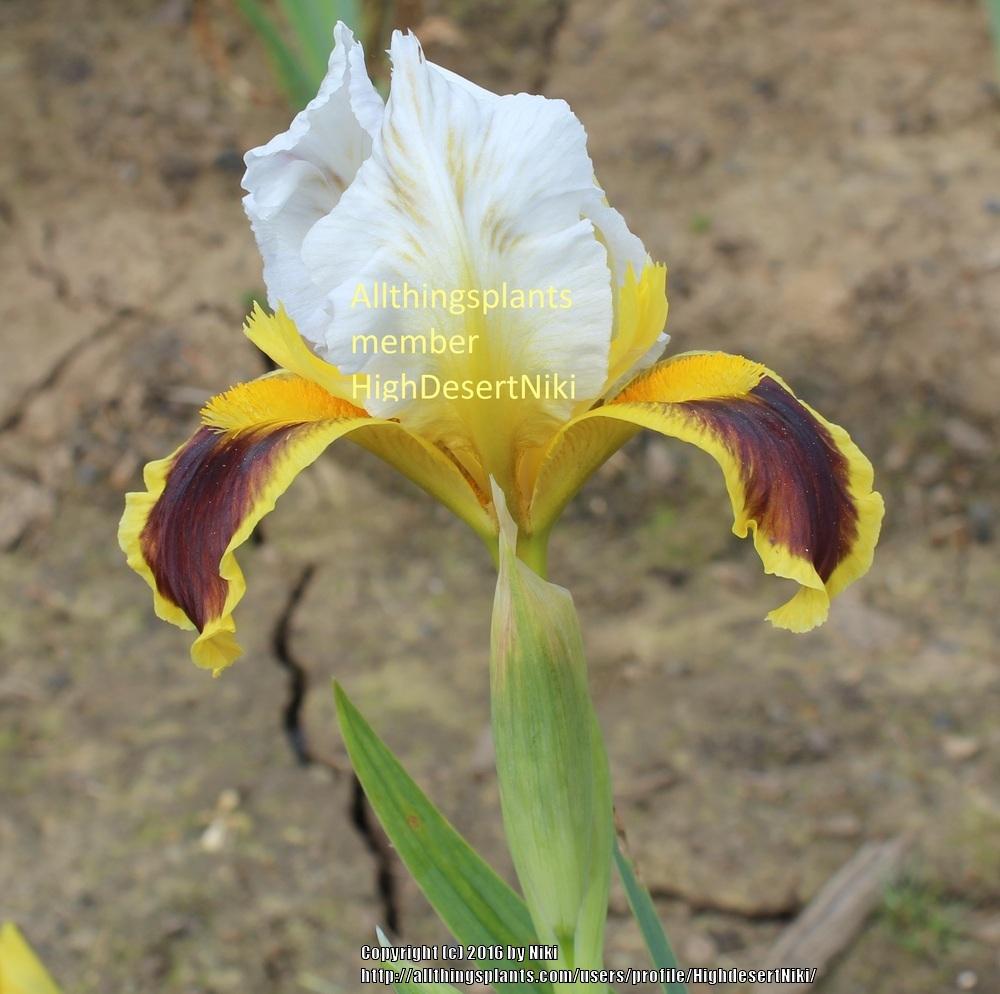 Photo of Arilbred Iris (Iris 'Golden Compass') uploaded by HighdesertNiki