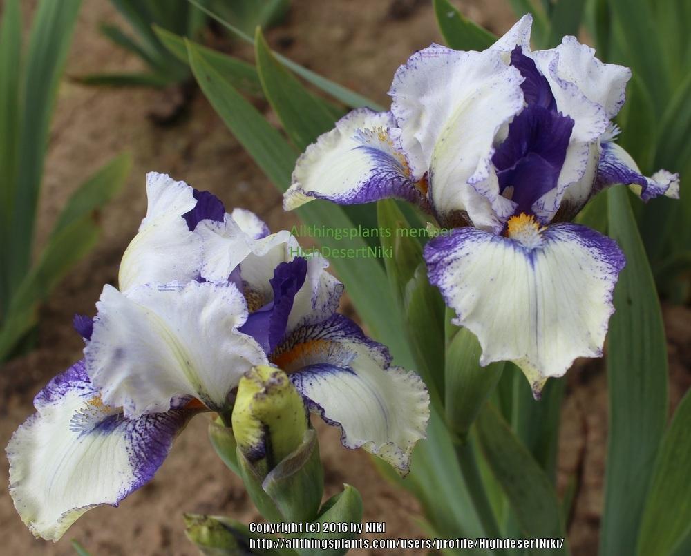 Photo of Standard Dwarf Bearded Iris (Iris 'Fairy Legion') uploaded by HighdesertNiki