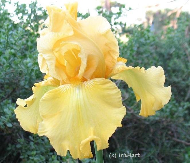 Photo of Tall Bearded Iris (Iris 'Well Endowed') uploaded by IrisHart