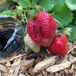 Location: Missouri City, TX
Date: April 12, 2016
My first time growing strawberries, this one was the best ever!!