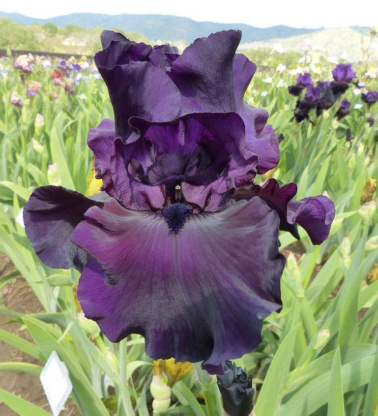Photo of Tall Bearded Iris (Iris 'Lord of the Night') uploaded by Misawa77