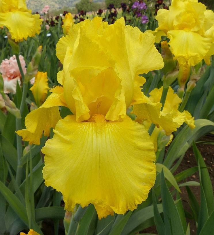 Photo of Tall Bearded Iris (Iris 'Lemon Pledge') uploaded by Misawa77