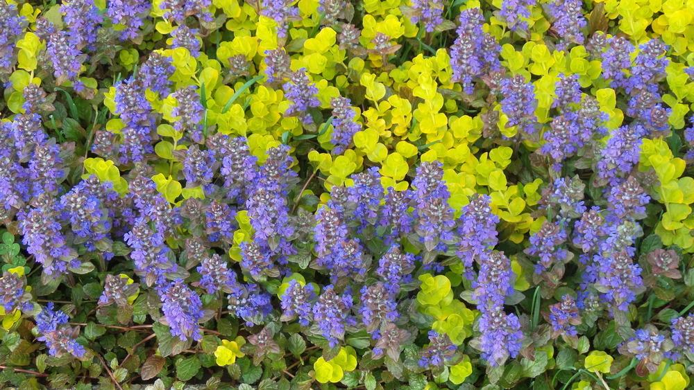 Photo of Bugleweed (Ajuga reptans) uploaded by Patty