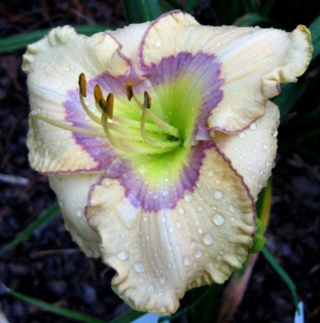 Photo of Daylily (Hemerocallis 'Patterns in Time') uploaded by Sscape