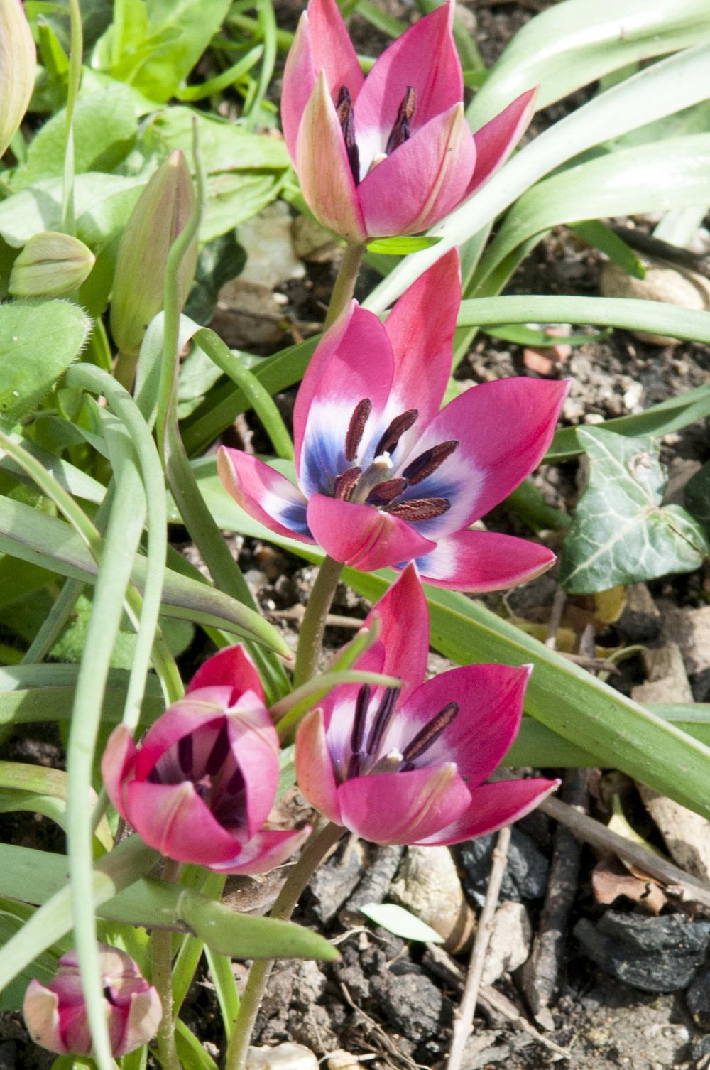 Photo of Species Hybrid Tulip (Tulipa 'Little Beauty') uploaded by cliftoncat