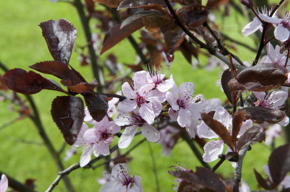 Photo of Purple Leaf Plum (Prunus cerasifera 'Nigra') uploaded by cliftoncat