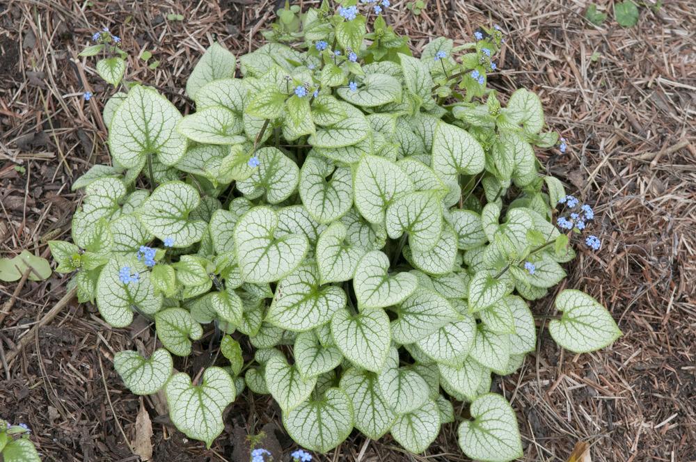 Photo of Silver Siberian bugloss (Brunnera macrophylla 'Jack Frost') uploaded by cliftoncat