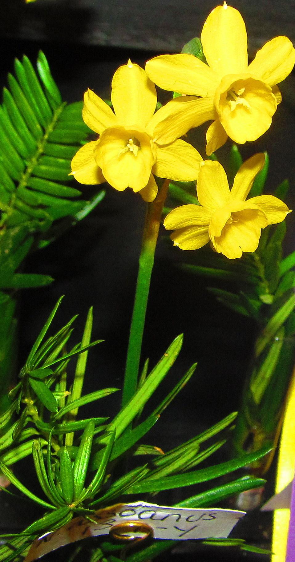 Photo of Species Daffodil (Narcissus assoanus) uploaded by jmorth