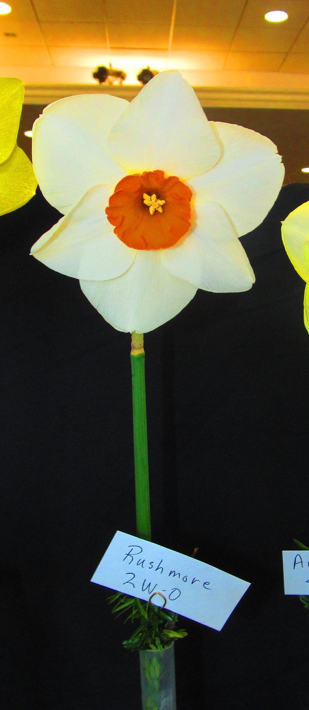 Photo of Daffodil (Narcissus 'Rushmore') uploaded by jmorth
