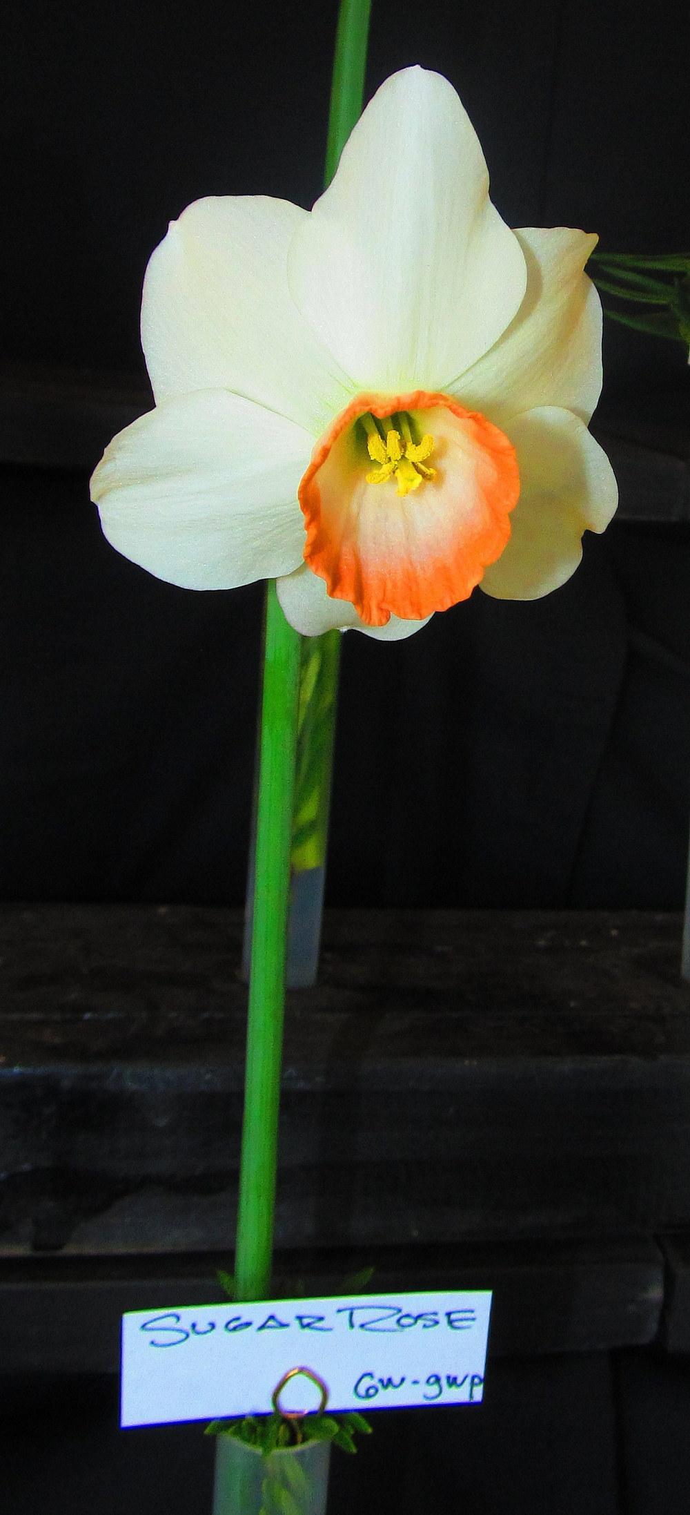 Photo of Daffodil (Narcissus 'Sugar Rose') uploaded by jmorth