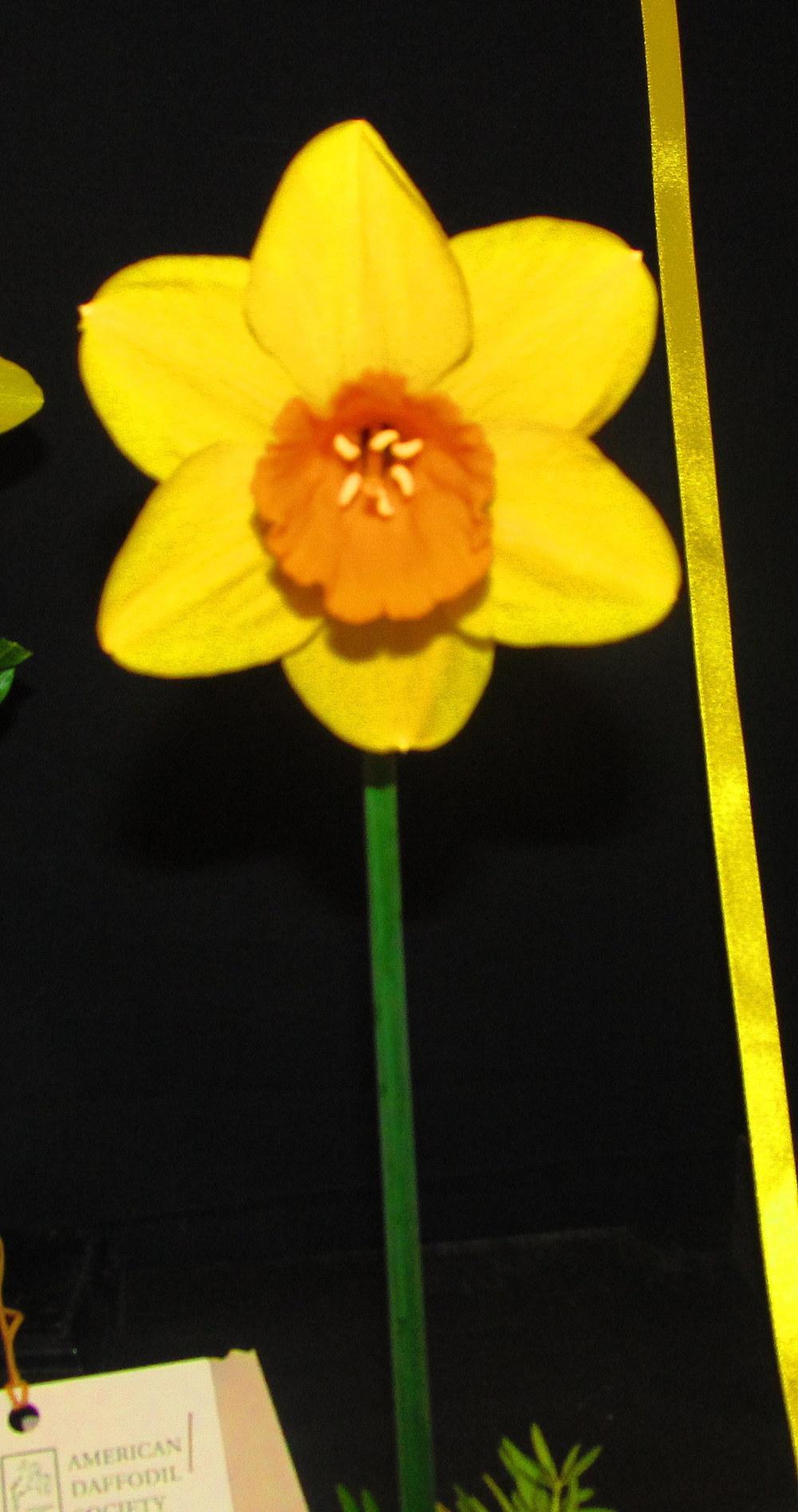 Photo of Large Cupped Daffodil (Narcissus 'Biometrics') uploaded by jmorth