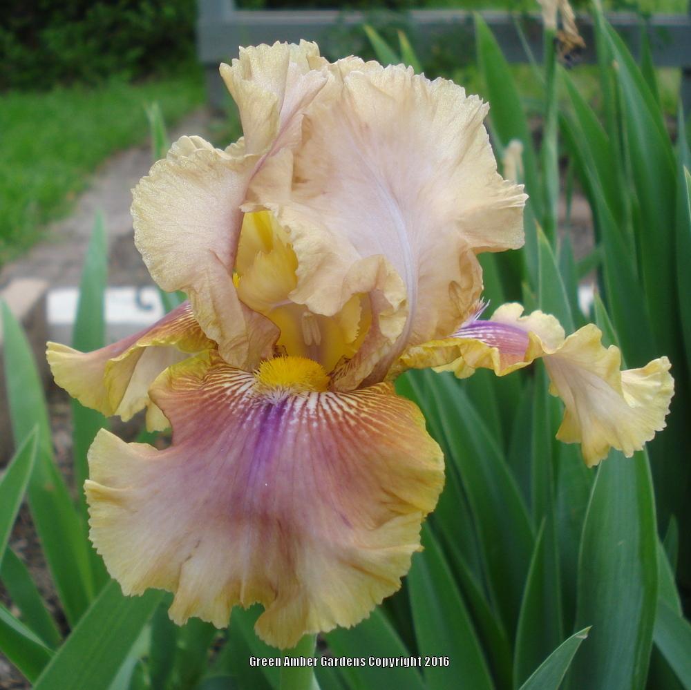 Photo of Tall Bearded Iris (Iris 'Polish Princess') uploaded by lovemyhouse