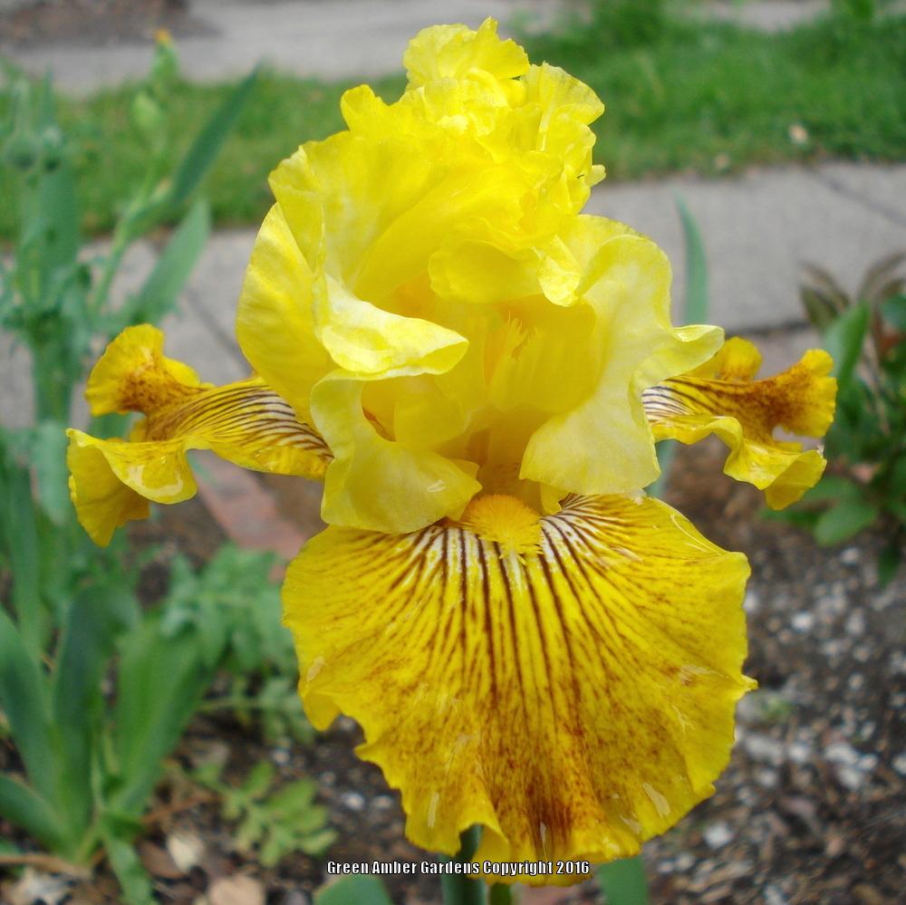 Photo of Tall Bearded Iris (Iris 'Bright Sunshiny Day') uploaded by lovemyhouse