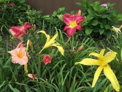 Thumb of 2016-04-13/taylordaylily/fe1a29