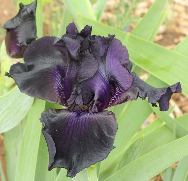 Photo of the bloom of Tall Bearded Iris (Iris 'Old Black Magic') posted