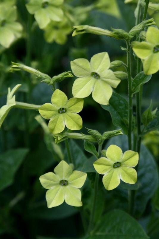 Photo of Flowering Tobacco (Nicotiana alata 'Lime Green') uploaded by Calif_Sue