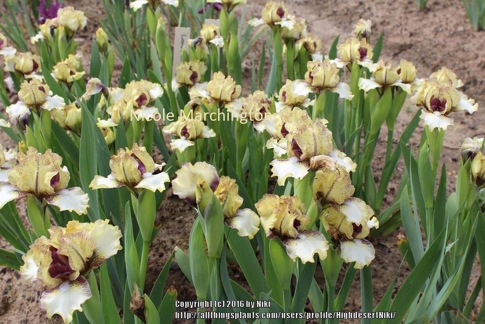 Photo of Standard Dwarf Bearded Iris (Iris 'Look Inside') uploaded by HighdesertNiki
