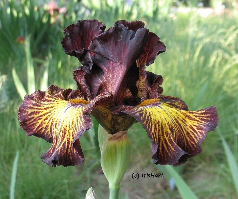 Photo of Tall Bearded Iris (Iris 'Tuscan Summer') uploaded by IrisHart