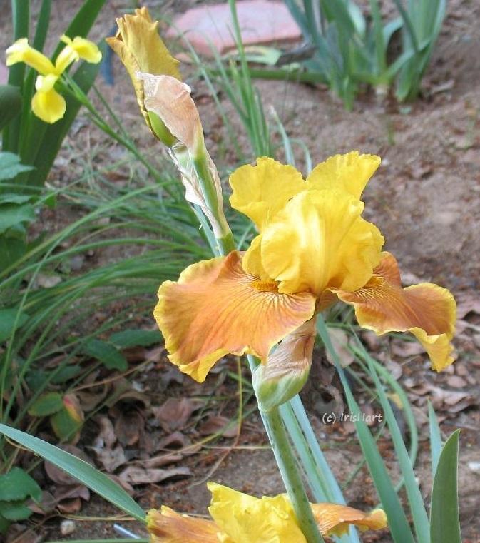 Photo of Tall Bearded Iris (Iris 'Encore Lady') uploaded by IrisHart