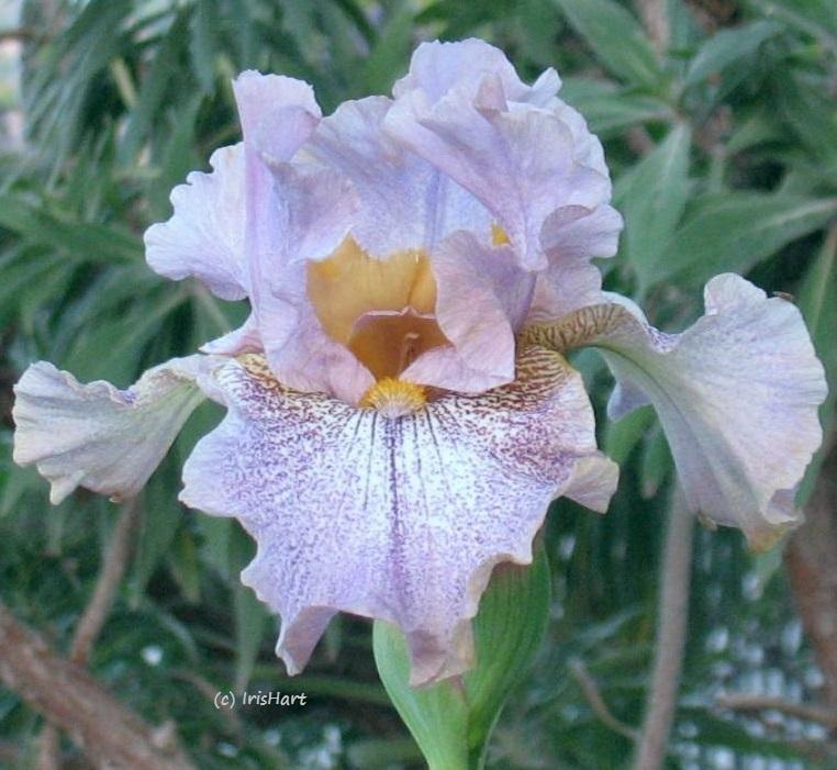 Photo of Tall Bearded Iris (Iris 'Hidden Gem') uploaded by IrisHart