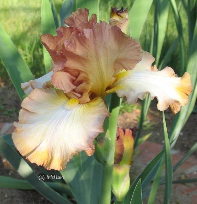 Photo of Tall Bearded Iris (Iris 'Scottish Reel') uploaded by IrisHart