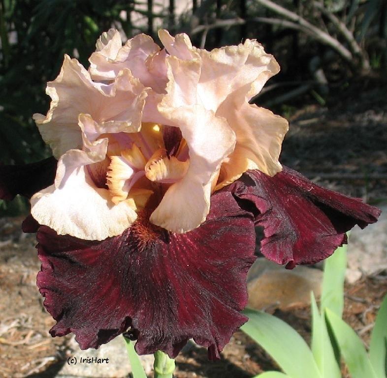 Photo of Tall Bearded Iris (Iris 'Broad Shoulders') uploaded by IrisHart