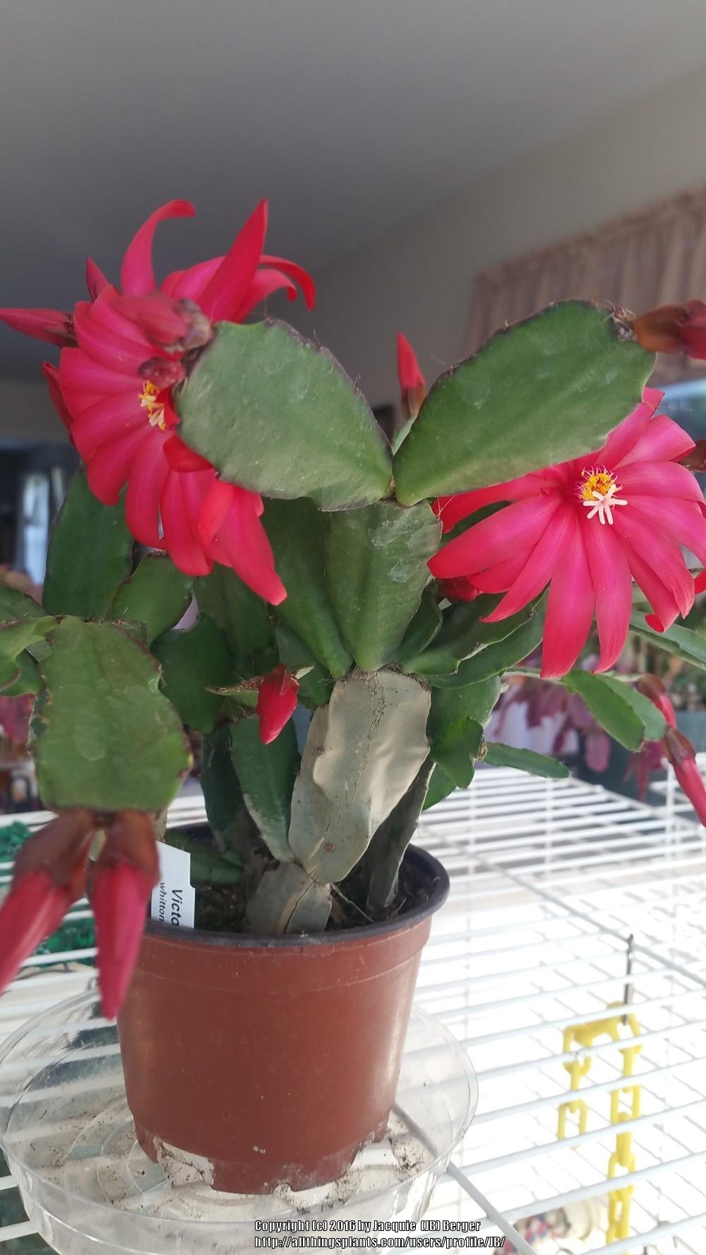 Photo of Easter Cactus (Hatiora 'Victoria') uploaded by JB