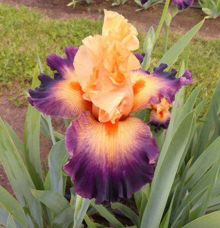 Photo of Tall Bearded Iris (Iris 'Sweet Child of Mine') uploaded by Misawa77