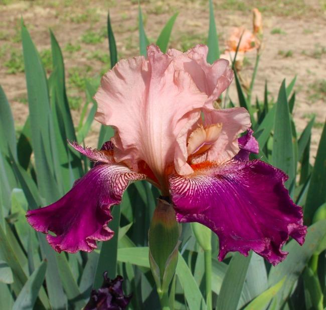 Photo of Tall Bearded Iris (Iris 'Stardock') uploaded by Moiris