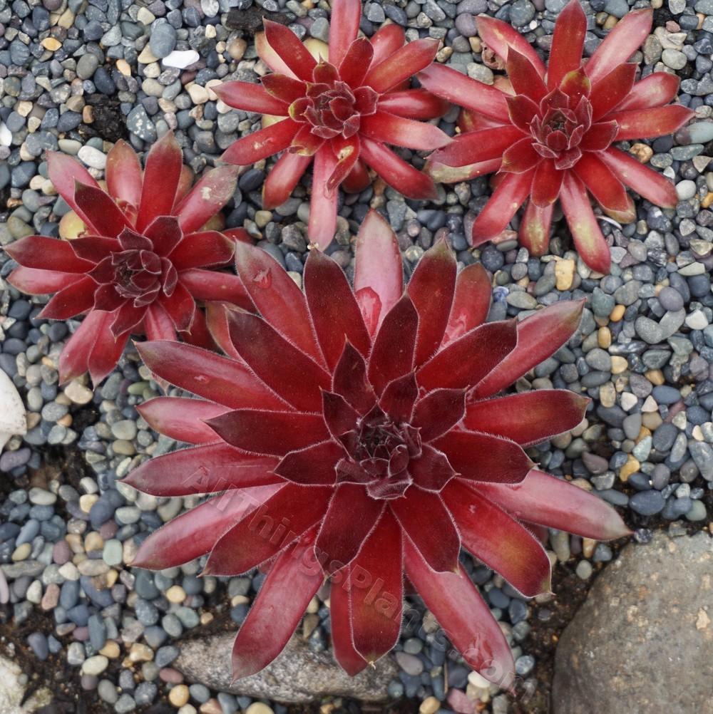 Photo of Hen and Chicks (Sempervivum 'Booth's Red') uploaded by Patty