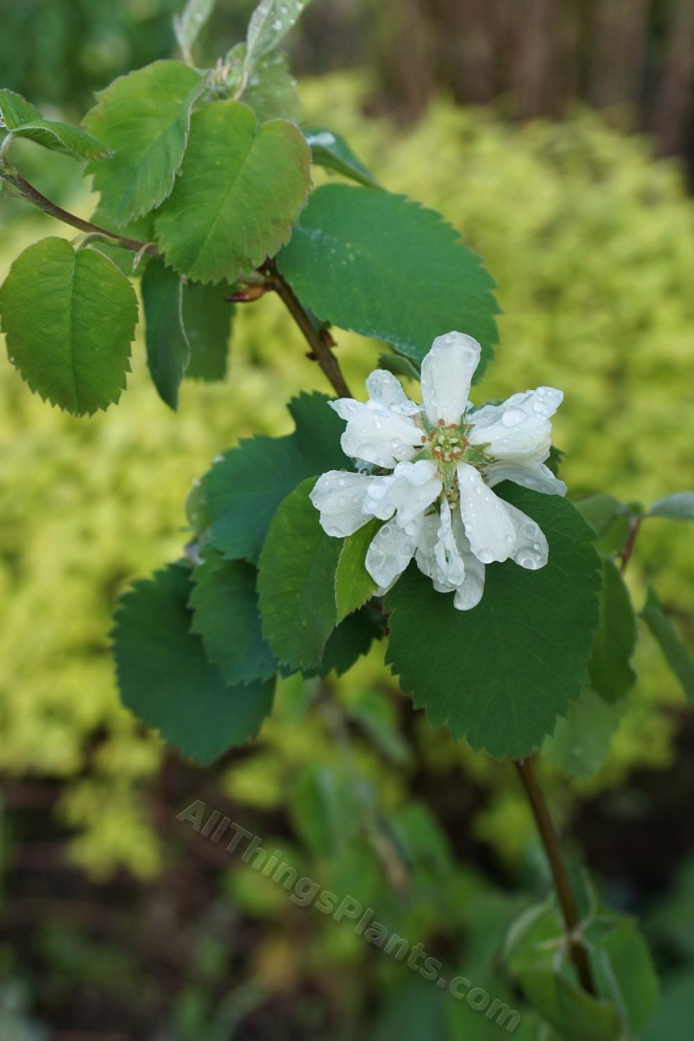 Photo of Cusick's Serviceberry (Amelanchier alnifolia var. cusickii) uploaded by Patty