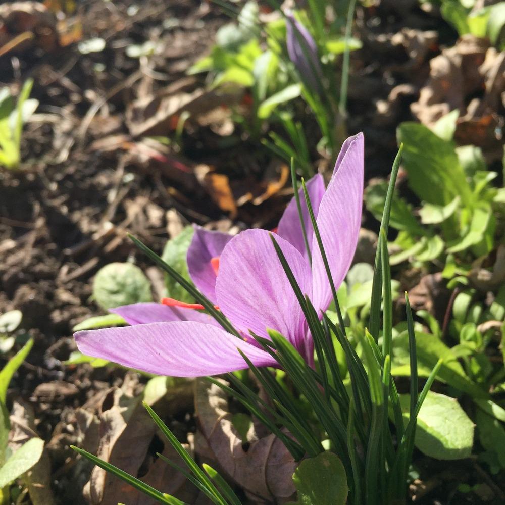 Photo of Saffron Crocus (Crocus sativus) uploaded by RobinSeeds