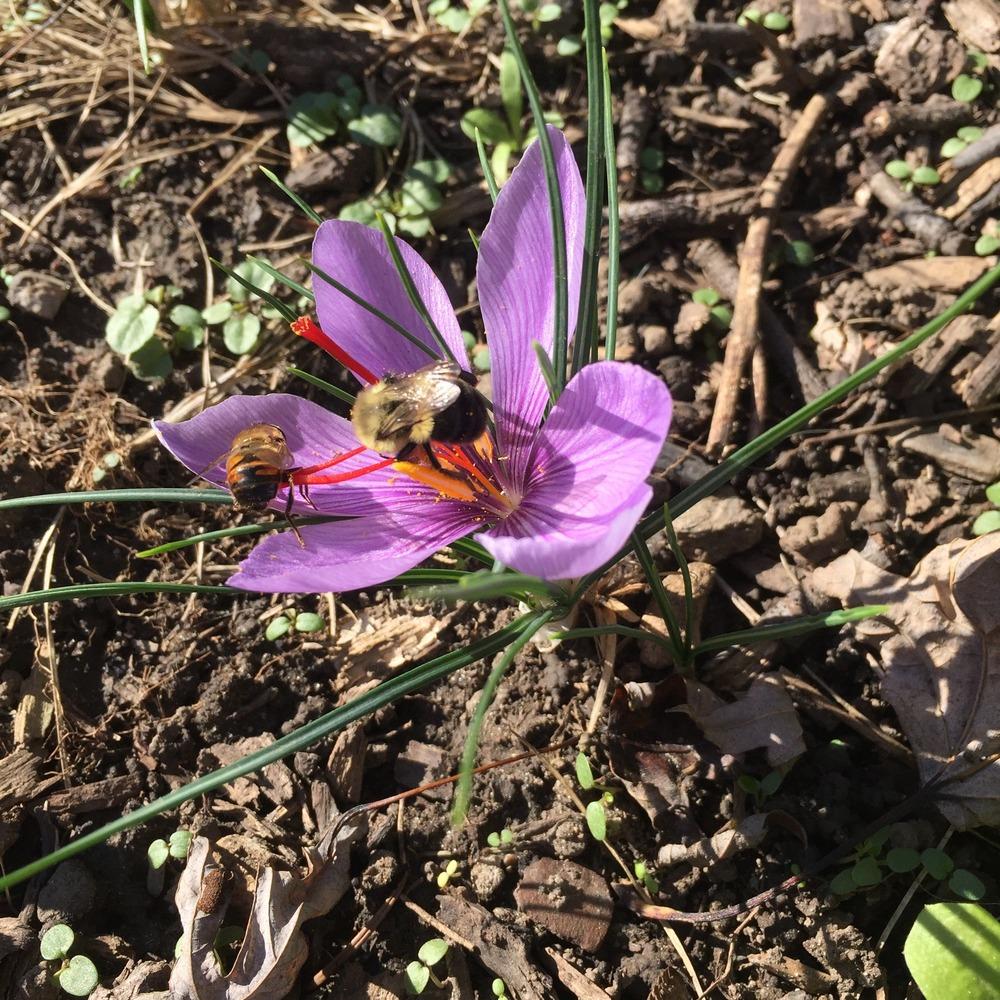 Photo of Saffron Crocus (Crocus sativus) uploaded by RobinSeeds