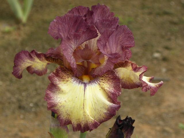 Photo of Tall Bearded Iris (Iris 'Innocent Star') uploaded by SassyCat
