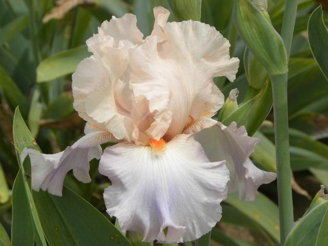 Photo of Tall Bearded Iris (Iris 'Celebration Song') uploaded by SassyCat