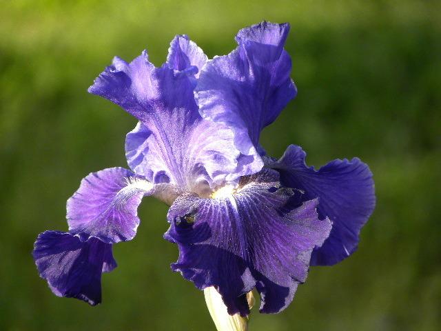 Photo of Tall Bearded Iris (Iris 'Daughter of Stars') uploaded by SassyCat