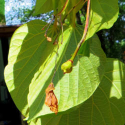 Location: Savannah, Georgia (my garden)
Date: Apr 14 2016
Fruit, back of leaf