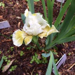 Location: Back yard
Date: 2016-04-14
First bloom of 2016