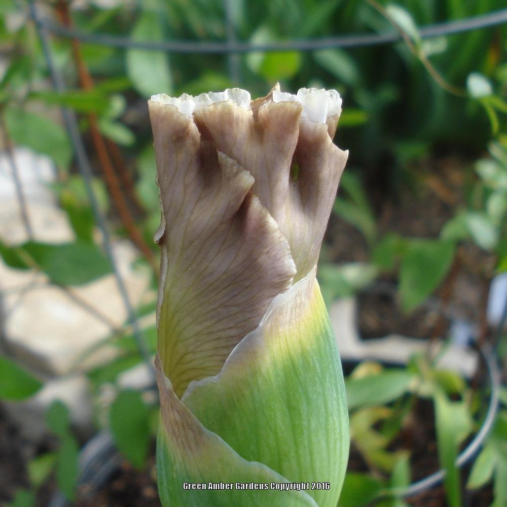Photo of Tall Bearded Iris (Iris 'Coffee Whispers') uploaded by lovemyhouse