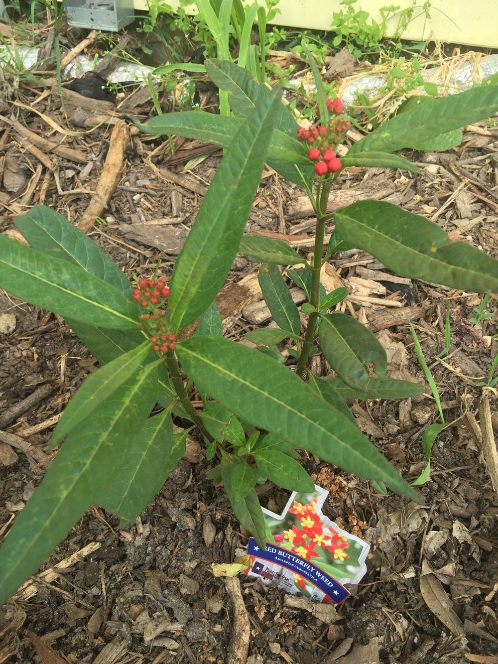Photo of Tropical Milkweed (Asclepias curassavica) uploaded by merkuree