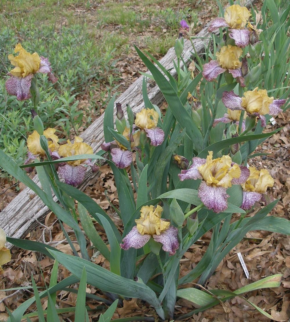 Photo of Tall Bearded Iris (Iris 'Temporal Anomaly') uploaded by needrain