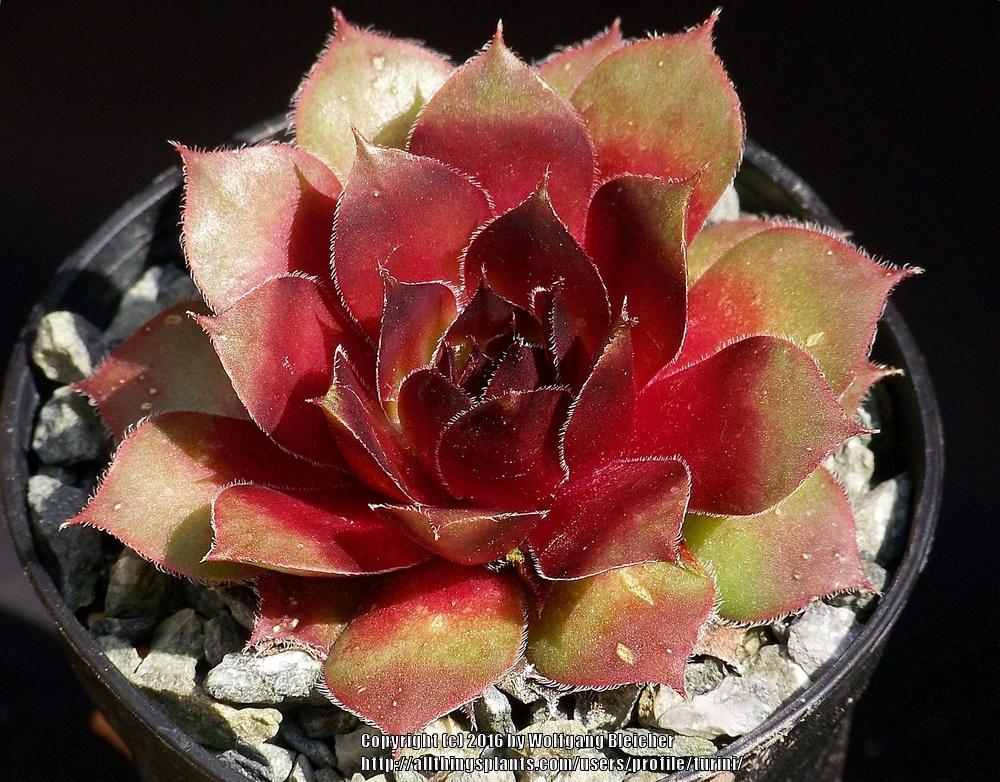 Photo of Hen and Chicks (Sempervivum 'Butterbur') uploaded by turini
